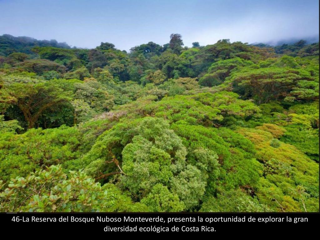 46-La Reserva del Bosque Nuboso Monteverde, presenta la oportunidad de explorar la gran diversidad ecológica de Costa Rica.