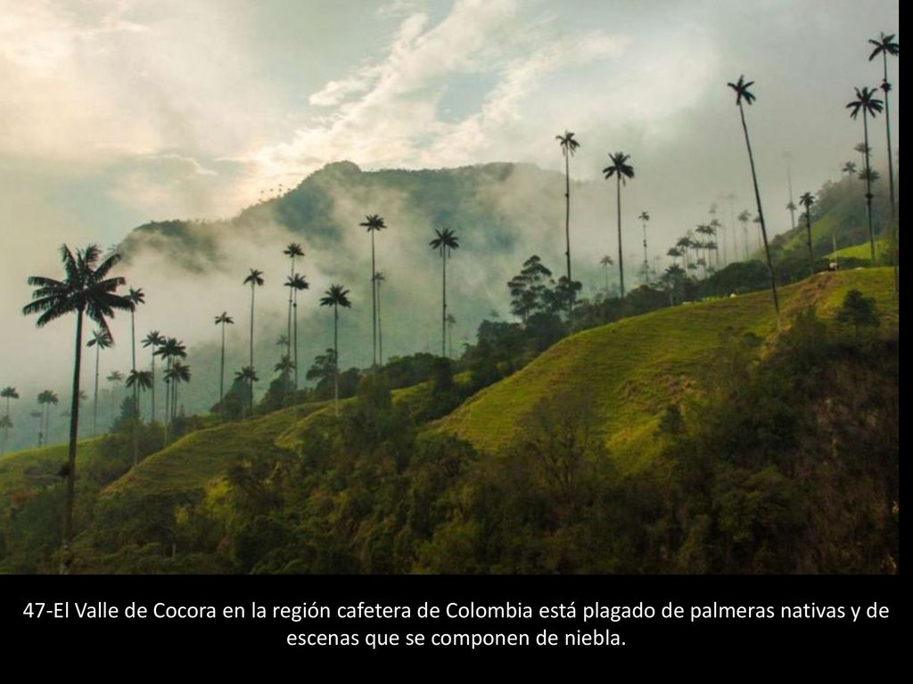 47-El Valle de Cocora en la región cafetera de Colombia está plagado de palmeras nativas y de escenas que se componen de niebla.