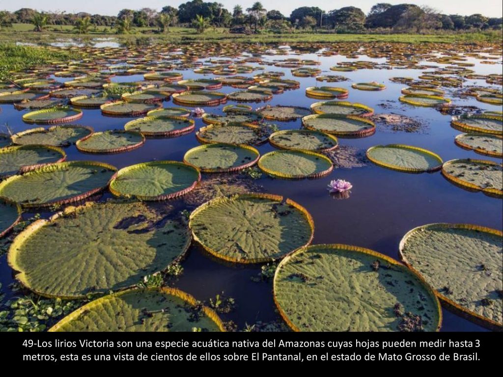 49-Los lirios Victoria son una especie acuática nativa del Amazonas cuyas hojas pueden medir hasta 3 metros, esta es una vista de cientos de ellos sobre El Pantanal, en el estado de Mato Grosso de Brasil.