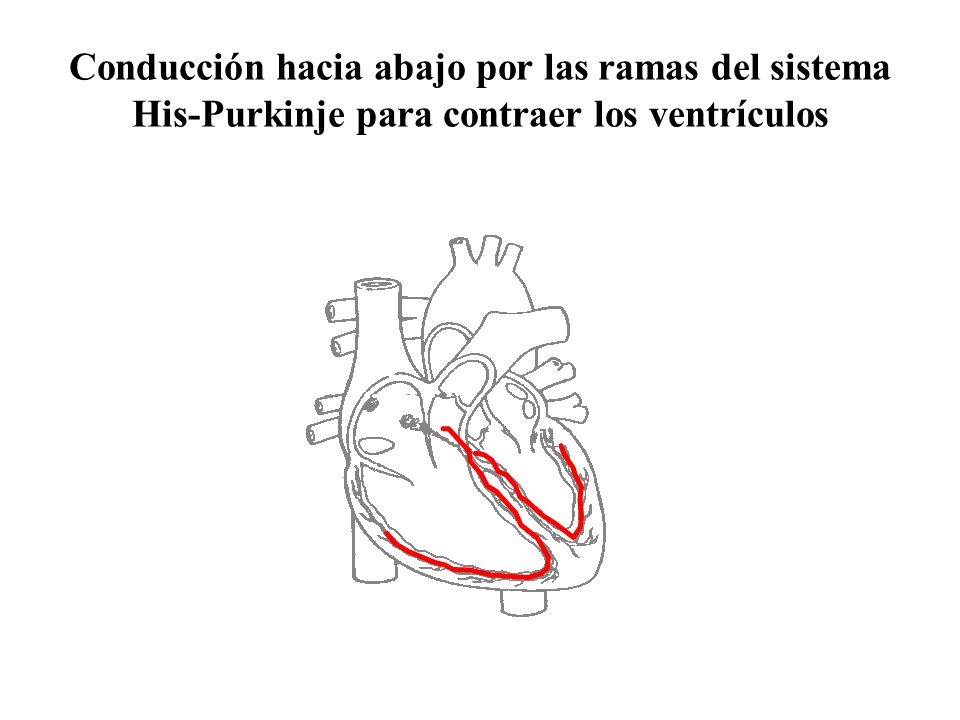 Conducción hacia abajo por las ramas del sistema His-Purkinje para contraer los ventrículos