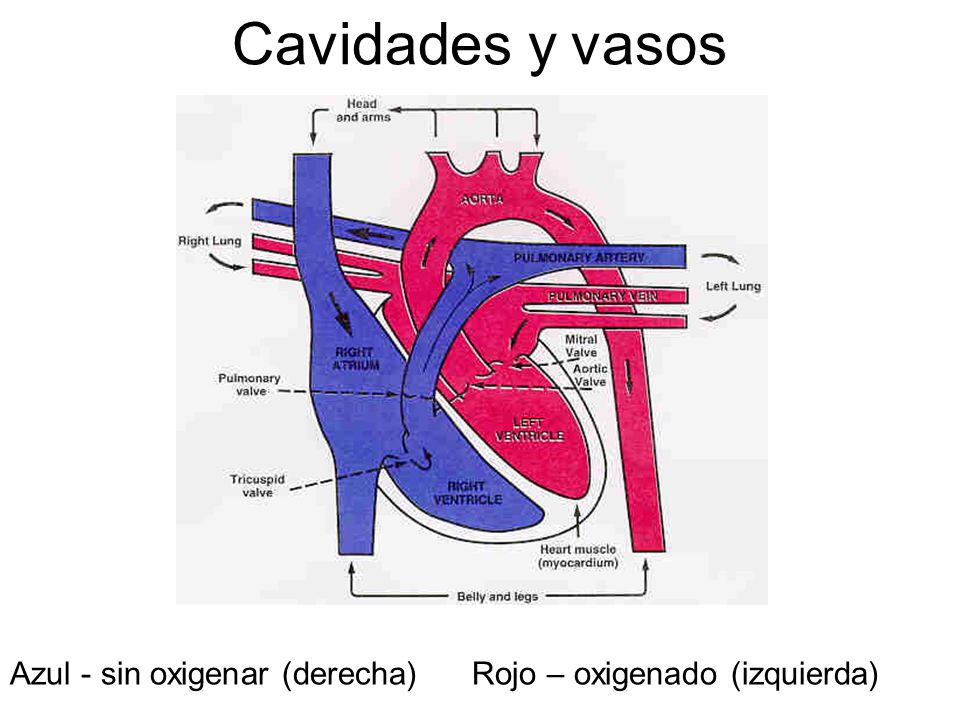 Cavidades y vasos Azul - sin oxigenar (derecha) Rojo – oxigenado (izquierda)
