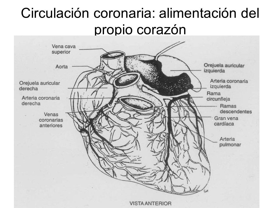 Circulación coronaria: alimentación del propio corazón