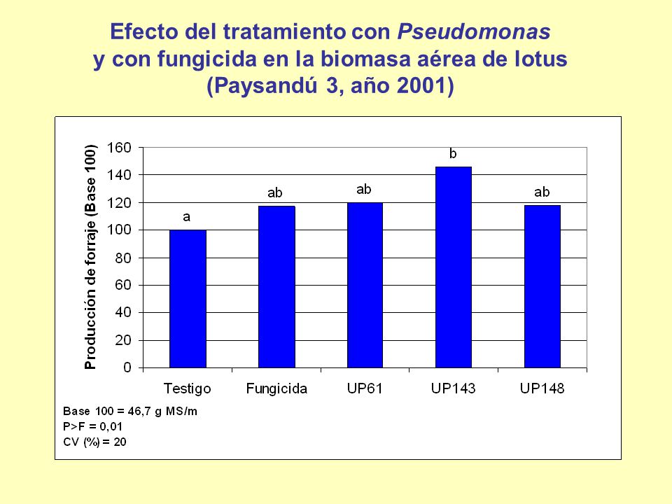 Efecto del tratamiento con Pseudomonas y con fungicida en la biomasa aérea de lotus (Paysandú 3, año 2001)