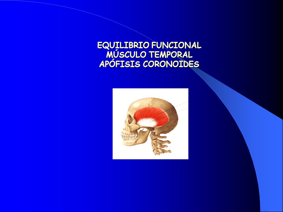 EQUILIBRIO FUNCIONAL MÚSCULO TEMPORAL APÓFISIS CORONOIDES