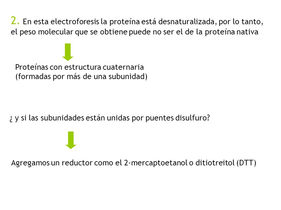2. En esta electroforesis la proteína está desnaturalizada, por lo tanto, el peso molecular que se obtiene puede no ser el de la proteína nativa