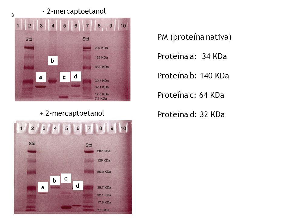PM (proteína nativa) Proteína a: 34 KDa Proteína b: 140 KDa