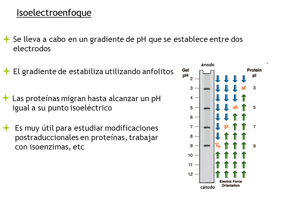 Isoelectroenfoque Se lleva a cabo en un gradiente de pH que se establece entre dos electrodos. ánodo.