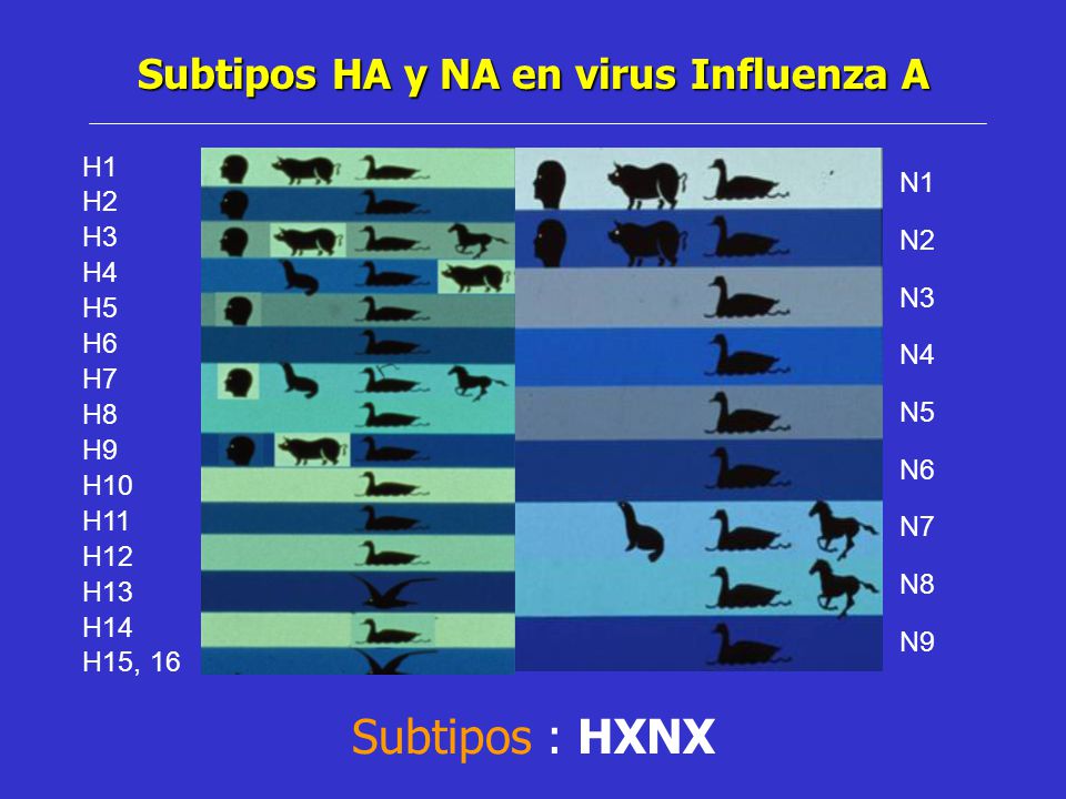 Subtipos HA y NA en virus Influenza A