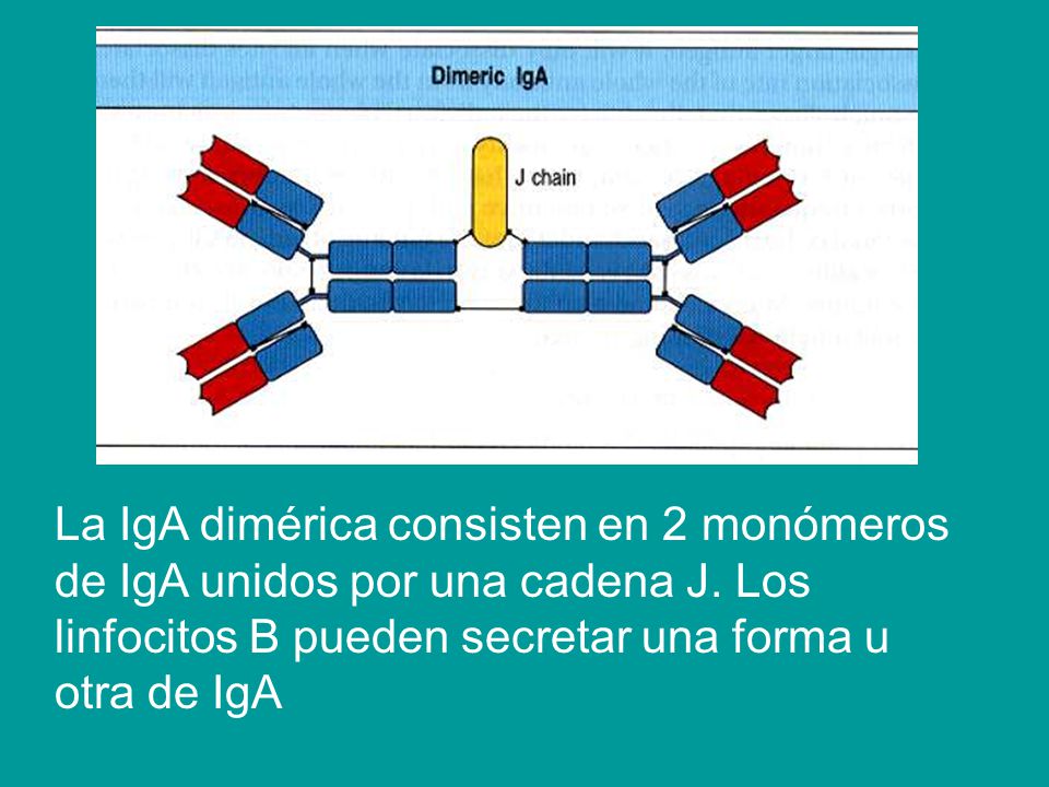 La IgA dimérica consisten en 2 monómeros de IgA unidos por una cadena J.