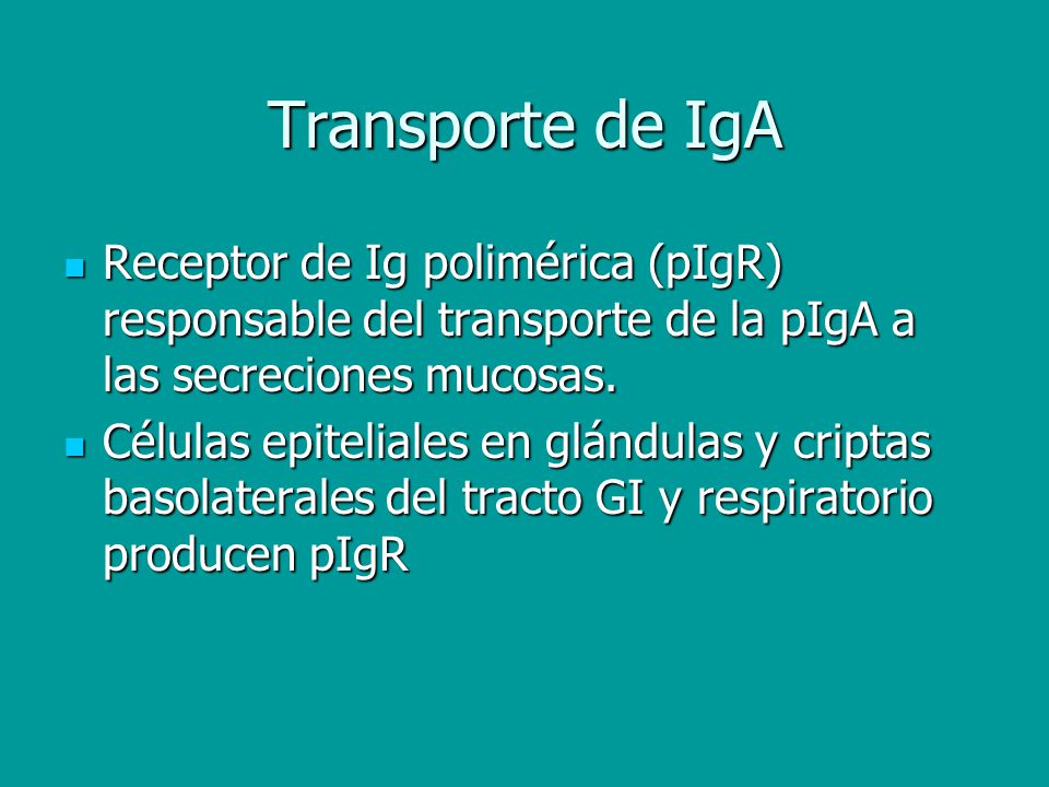 Transporte de IgA Receptor de Ig polimérica (pIgR) responsable del transporte de la pIgA a las secreciones mucosas.