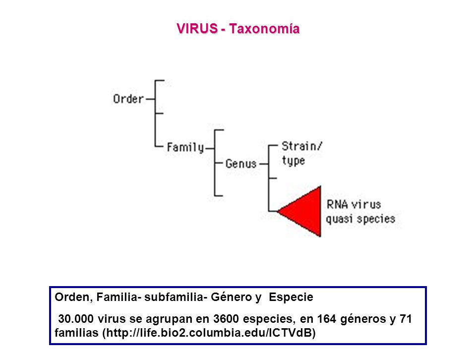 VIRUS - Taxonomía Orden, Familia- subfamilia- Género y Especie