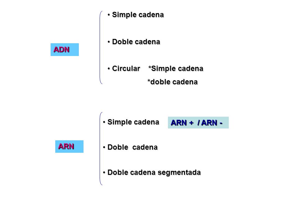 Simple cadena Doble cadena. Circular *Simple cadena. *doble cadena. ADN. Simple cadena. Doble cadena.
