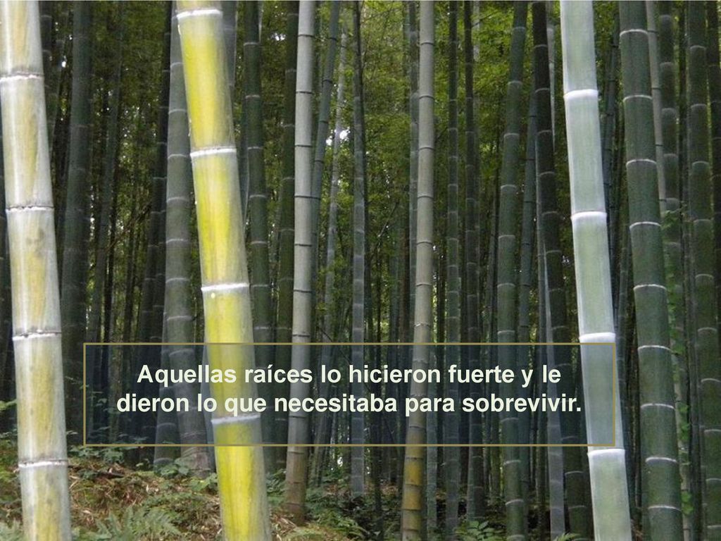 Aquellas raíces lo hicieron fuerte y le dieron lo que necesitaba para sobrevivir.
