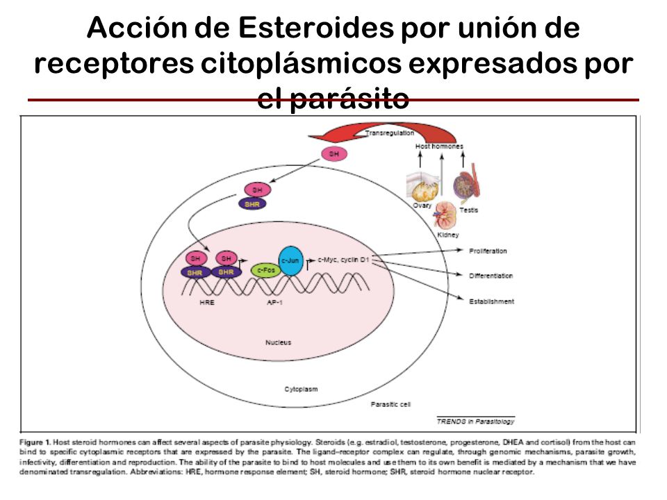 Acción de Esteroides por unión de receptores citoplásmicos expresados por el parásito