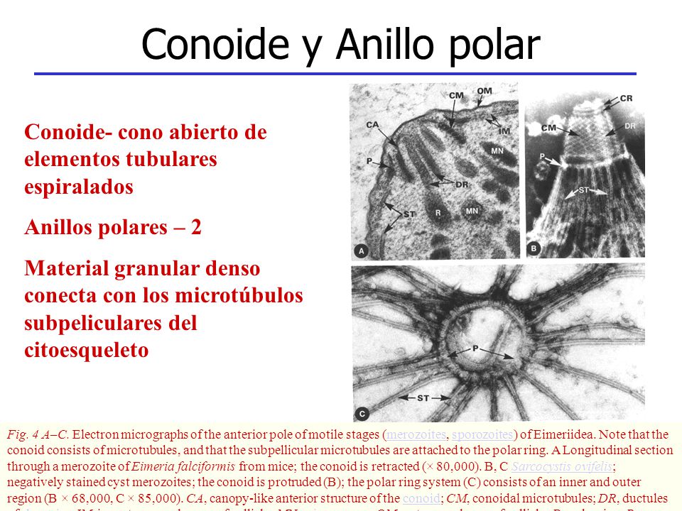 Conoide y Anillo polar Conoide- cono abierto de elementos tubulares espiralados. Anillos polares – 2.