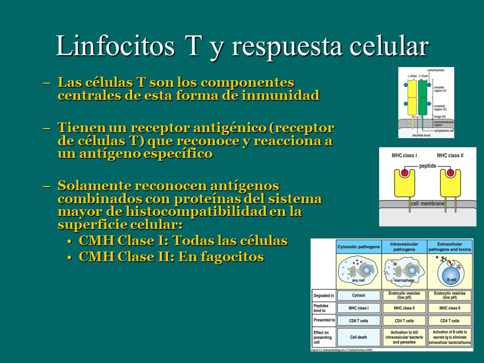 Linfocitos T y respuesta celular