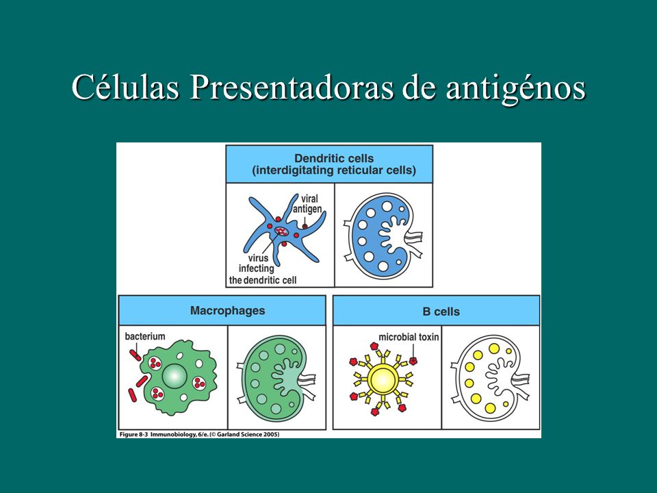 Células Presentadoras de antigénos