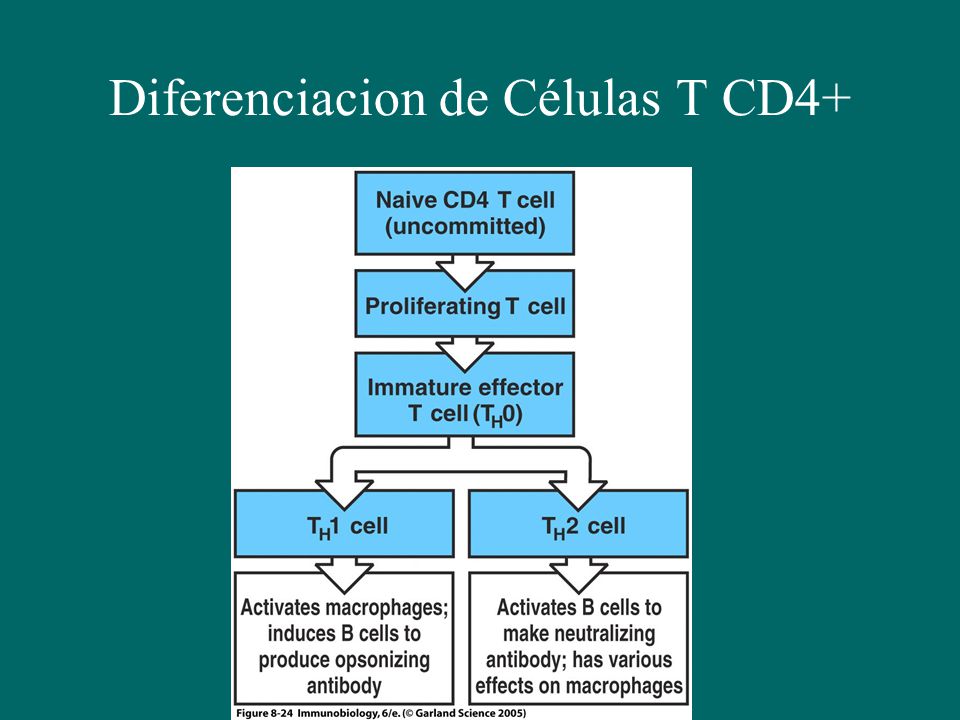Diferenciacion de Células T CD4+