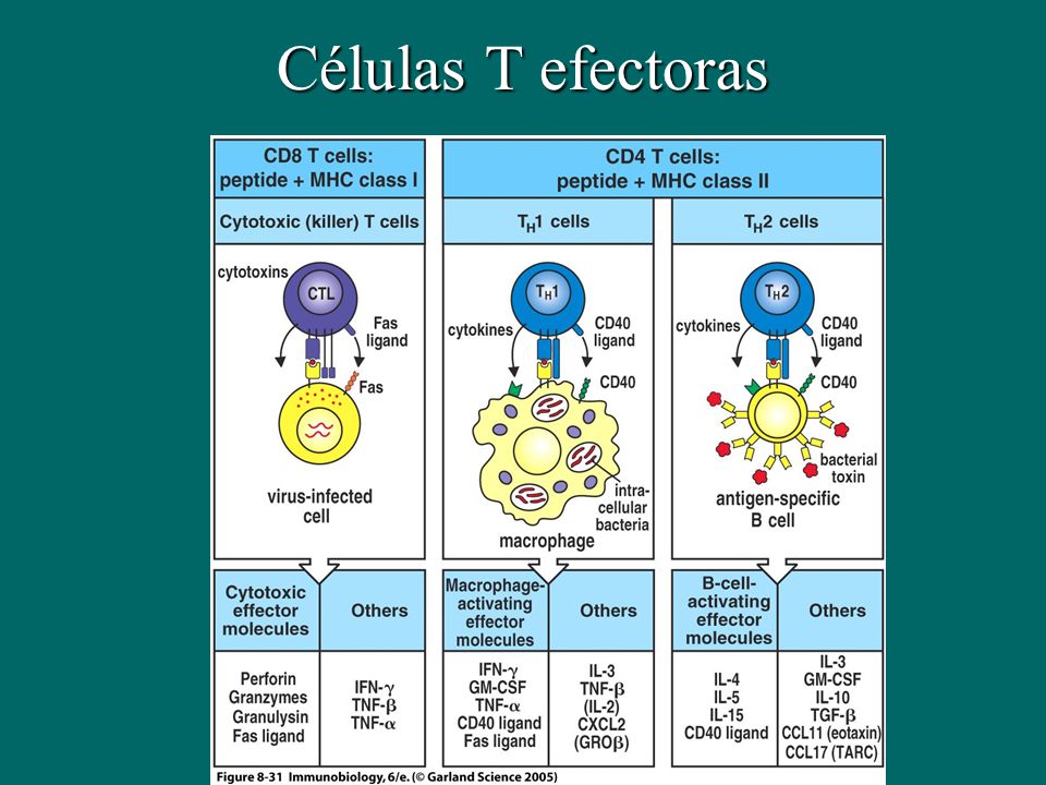 Células T efectoras