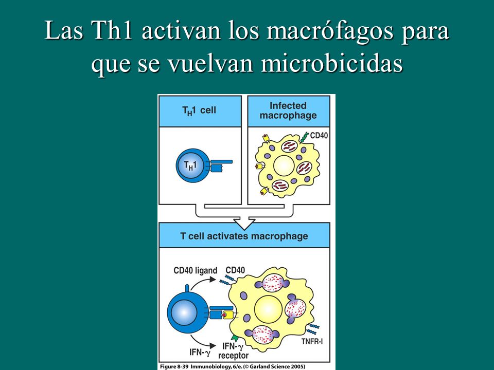 Las Th1 activan los macrófagos para que se vuelvan microbicidas