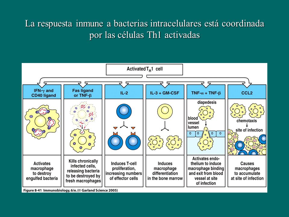 La respuesta inmune a bacterias intracelulares está coordinada por las células Th1 activadas