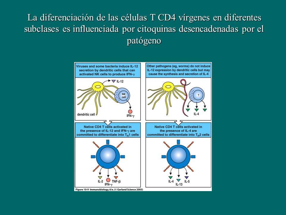 La diferenciación de las células T CD4 vírgenes en diferentes subclases es influenciada por citoquinas desencadenadas por el patógeno