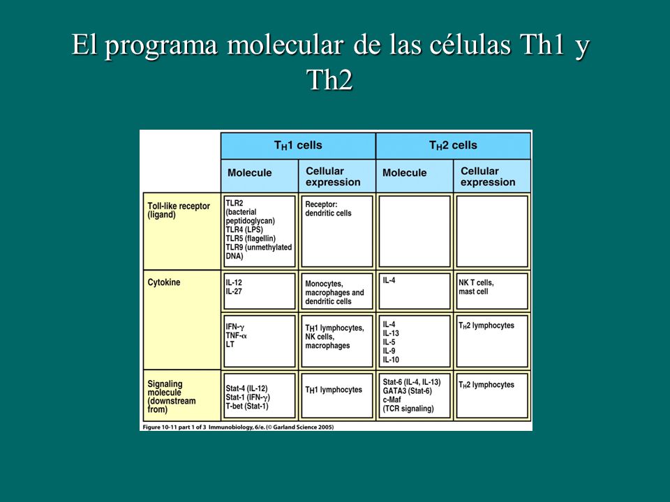 El programa molecular de las células Th1 y Th2