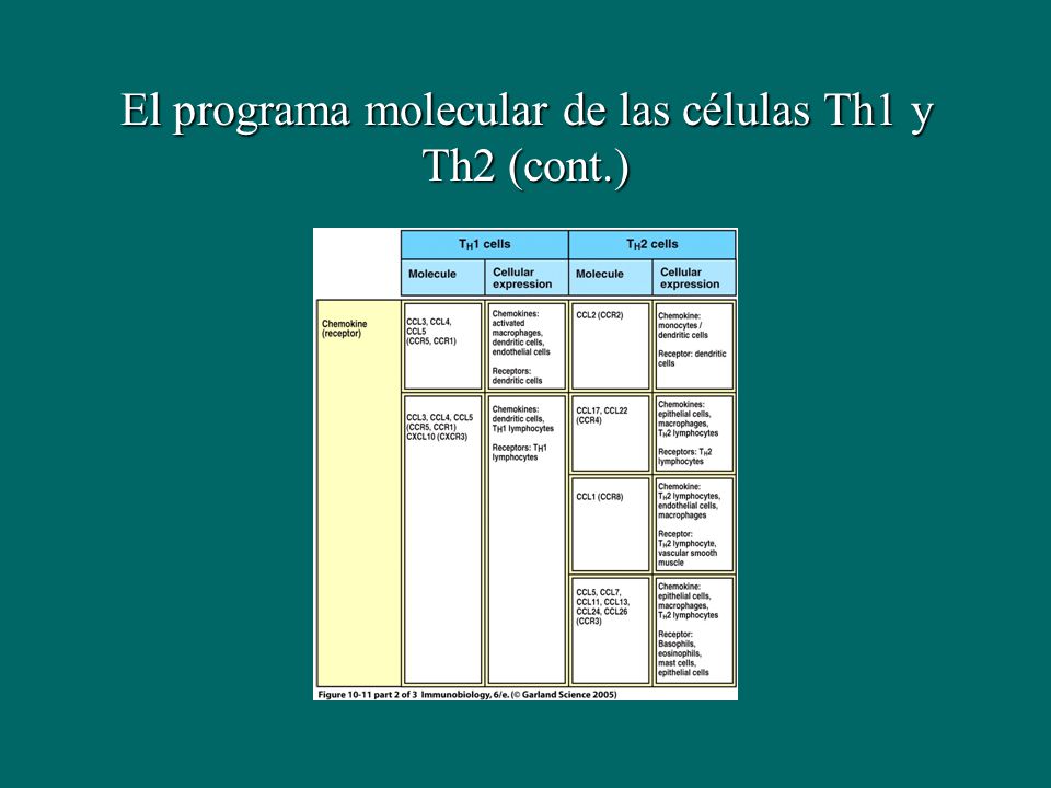 El programa molecular de las células Th1 y Th2 (cont.)