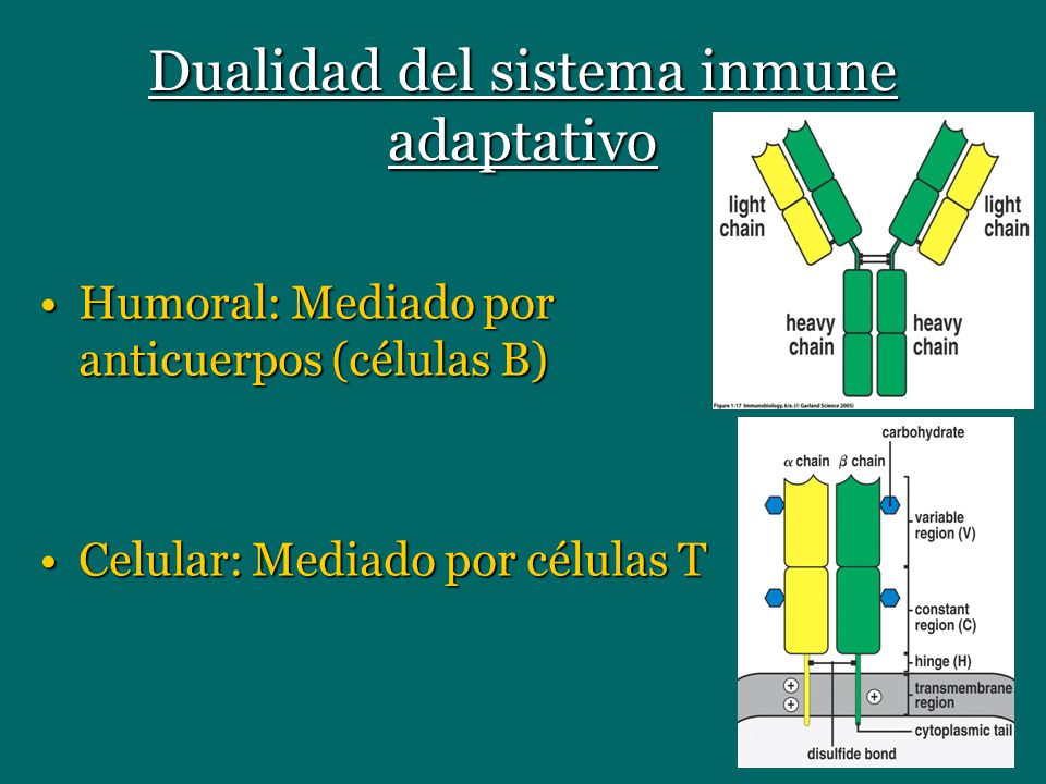 Dualidad del sistema inmune adaptativo