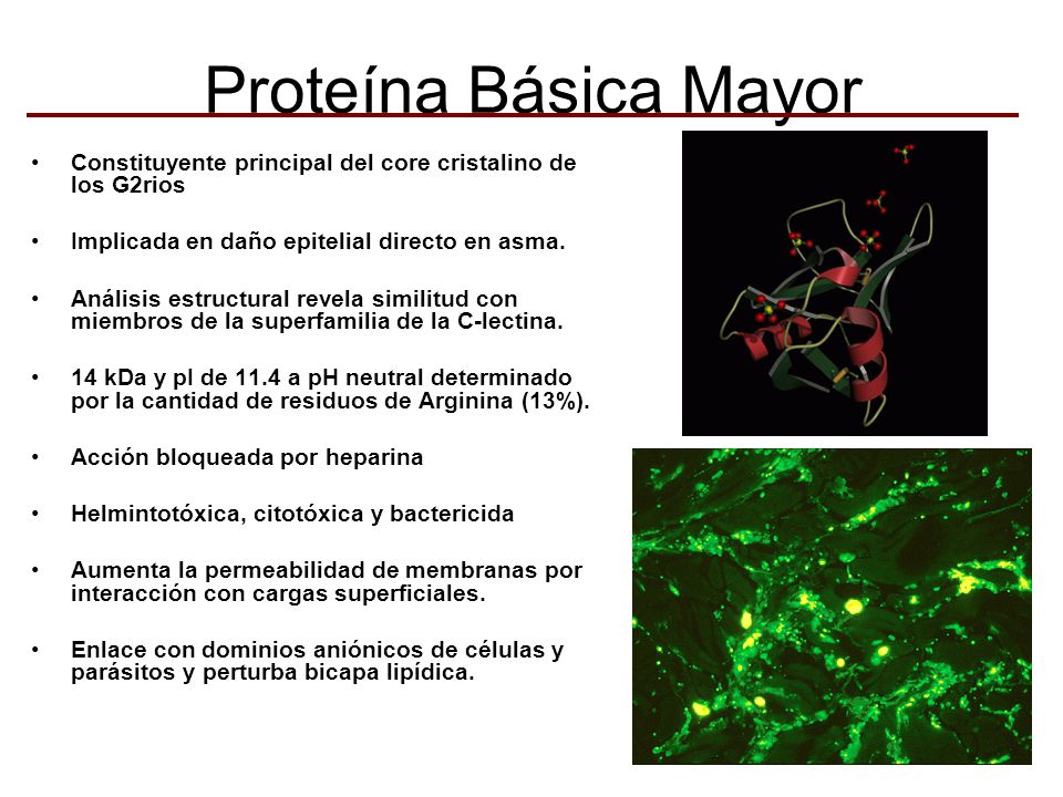Proteína Básica Mayor Constituyente principal del core cristalino de los G2rios. Implicada en daño epitelial directo en asma.