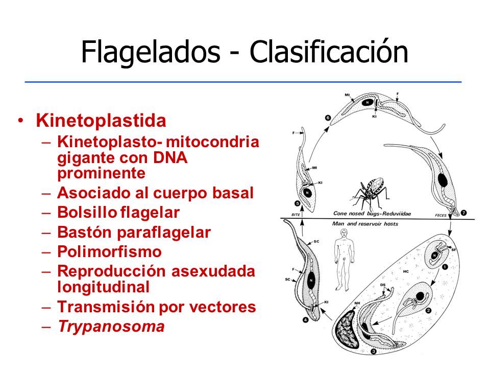 Flagelados - Clasificación