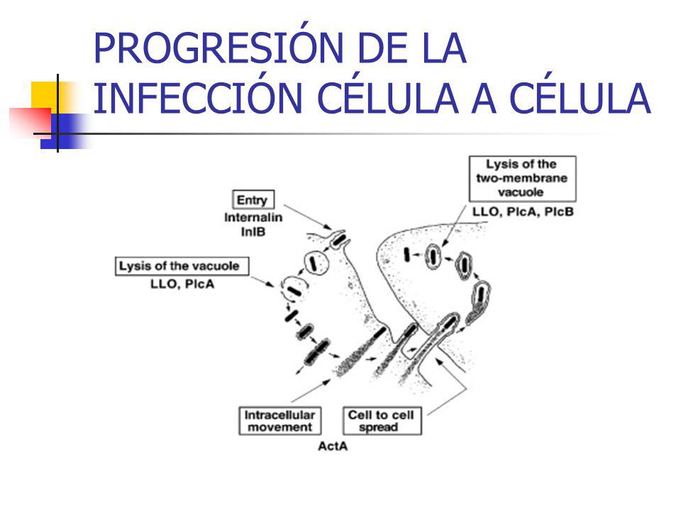 PROGRESIÓN DE LA INFECCIÓN CÉLULA A CÉLULA