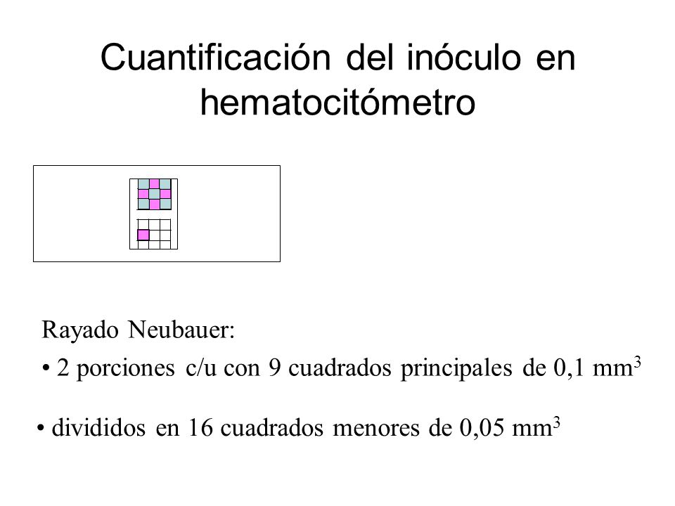 Cuantificación del inóculo en hematocitómetro