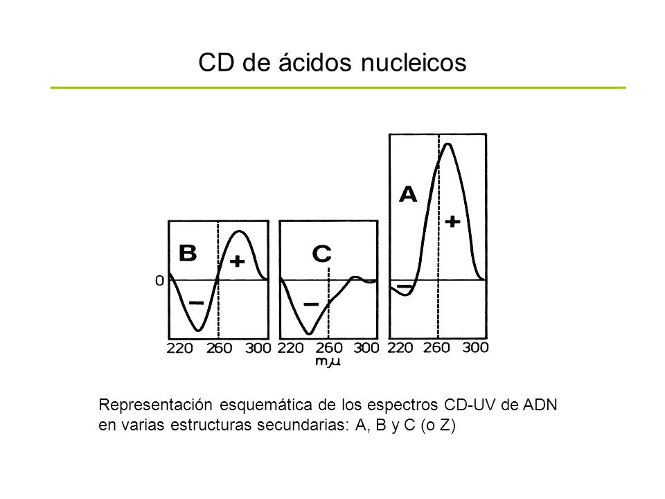 CD de ácidos nucleicos Representación esquemática de los espectros CD-UV de ADN en varias estructuras secundarias: A, B y C (o Z)