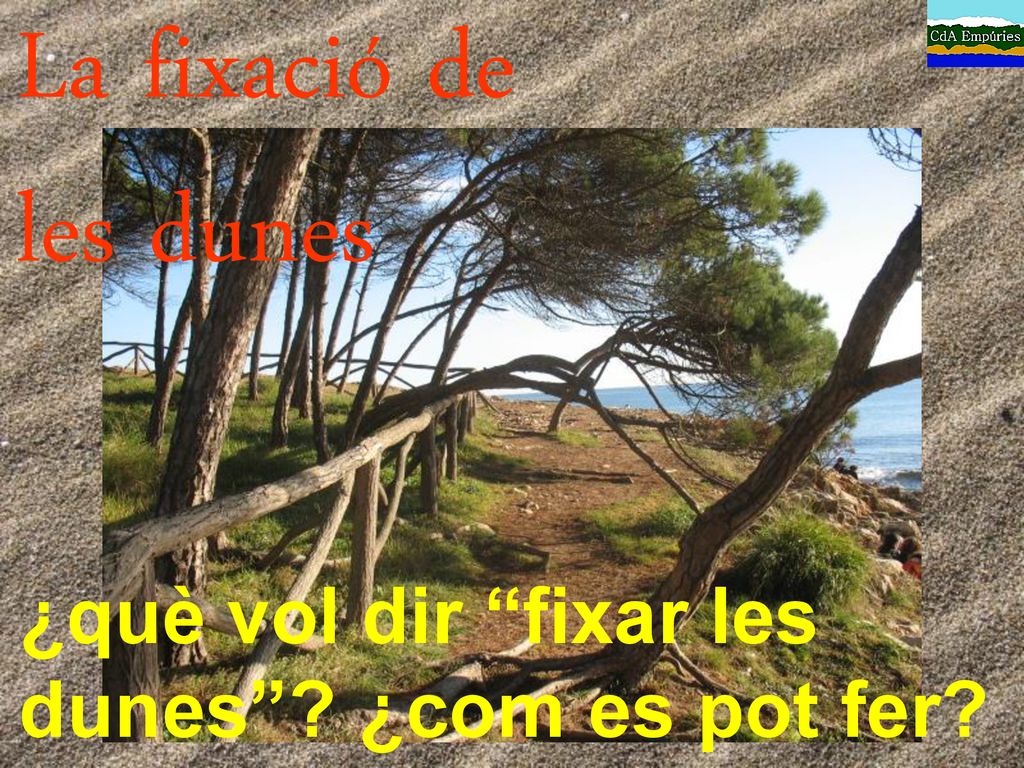La fixació de les dunes ¿què vol dir fixar les dunes ¿com es pot fer