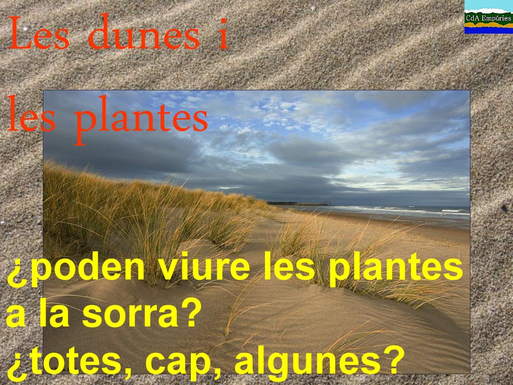 Les dunes i les plantes ¿poden viure les plantes a la sorra