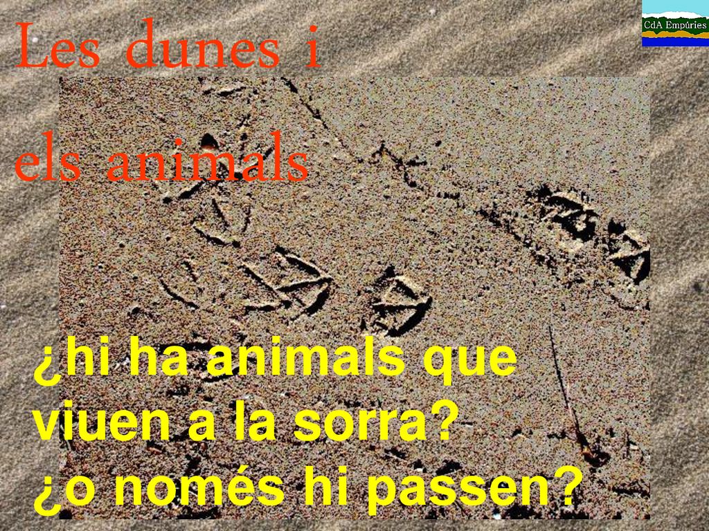 Les dunes i els animals ¿hi ha animals que viuen a la sorra
