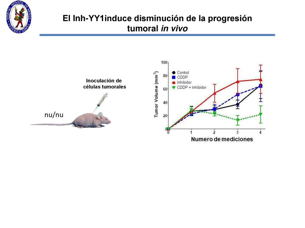 El Inh-YY1induce disminución de la progresión tumoral in vivo