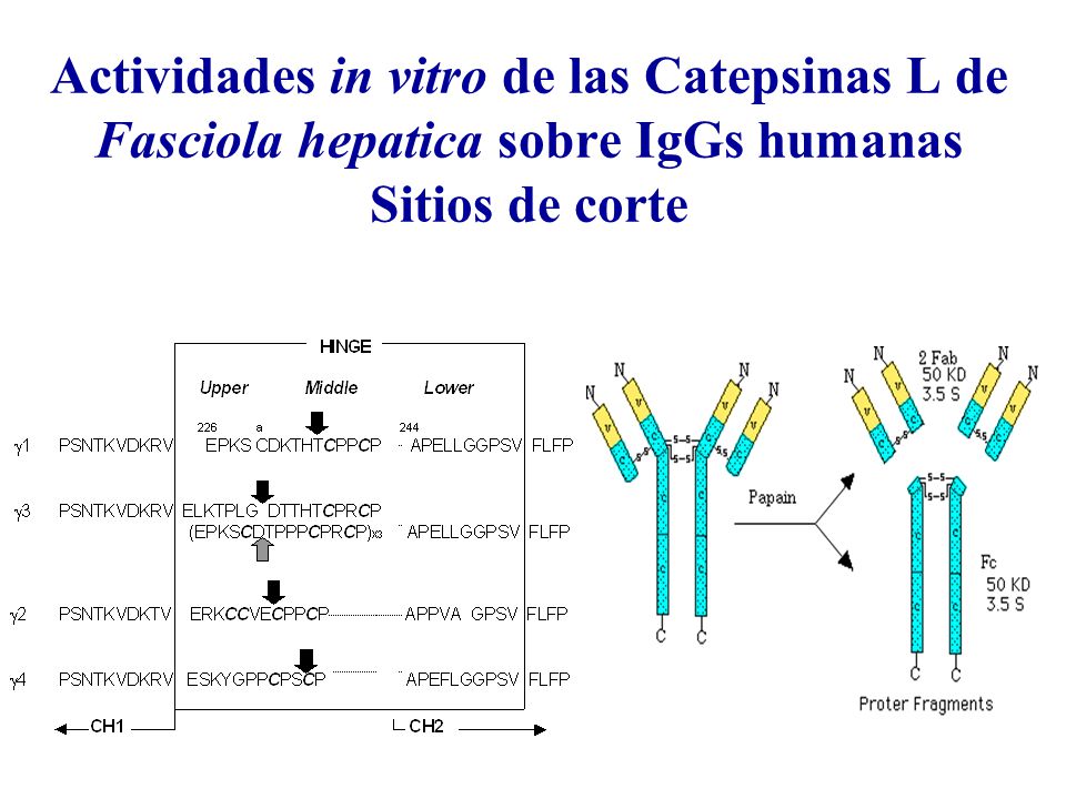 Actividades in vitro de las Catepsinas L de Fasciola hepatica sobre IgGs humanas Sitios de corte