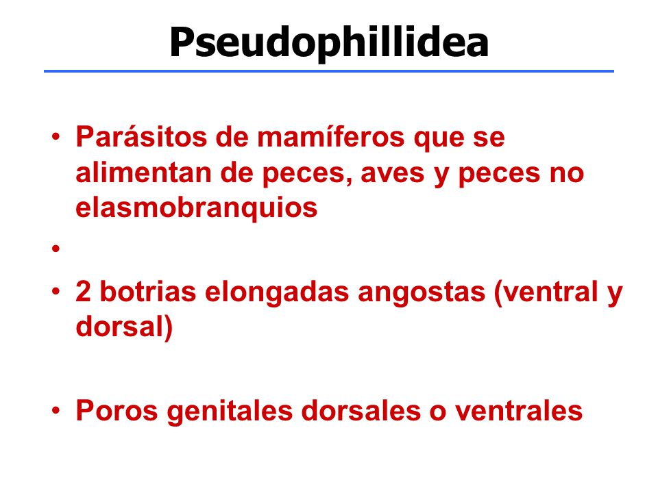 Pseudophillidea Parásitos de mamíferos que se alimentan de peces, aves y peces no elasmobranquios. 2 botrias elongadas angostas (ventral y dorsal)