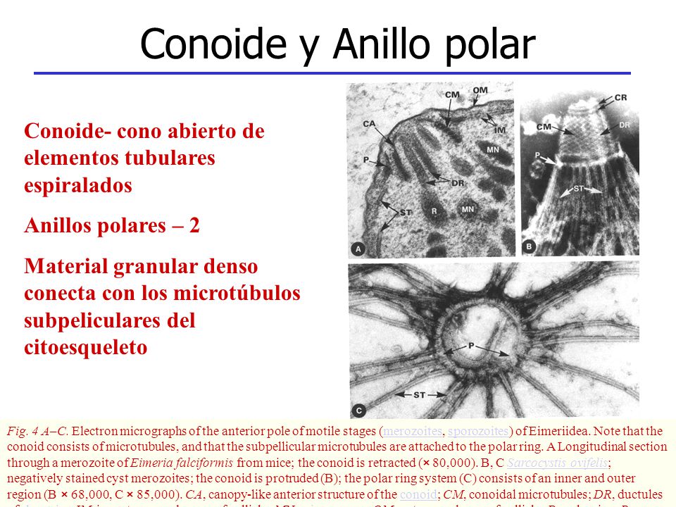 Conoide y Anillo polar Conoide- cono abierto de elementos tubulares espiralados. Anillos polares – 2.