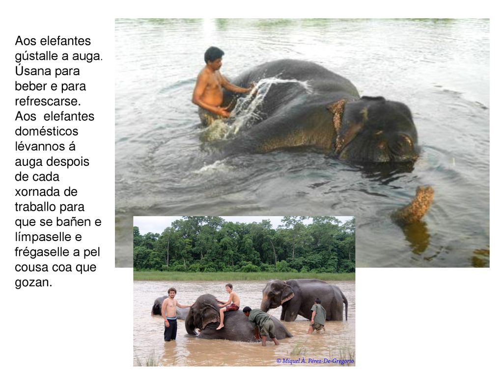 Aos elefantes gústalle a auga. Úsana para beber e para refrescarse
