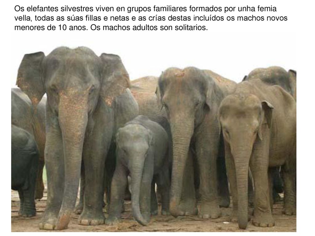 Os elefantes silvestres viven en grupos familiares formados por unha femia vella, todas as súas fillas e netas e as crías destas incluídos os machos novos menores de 10 anos.