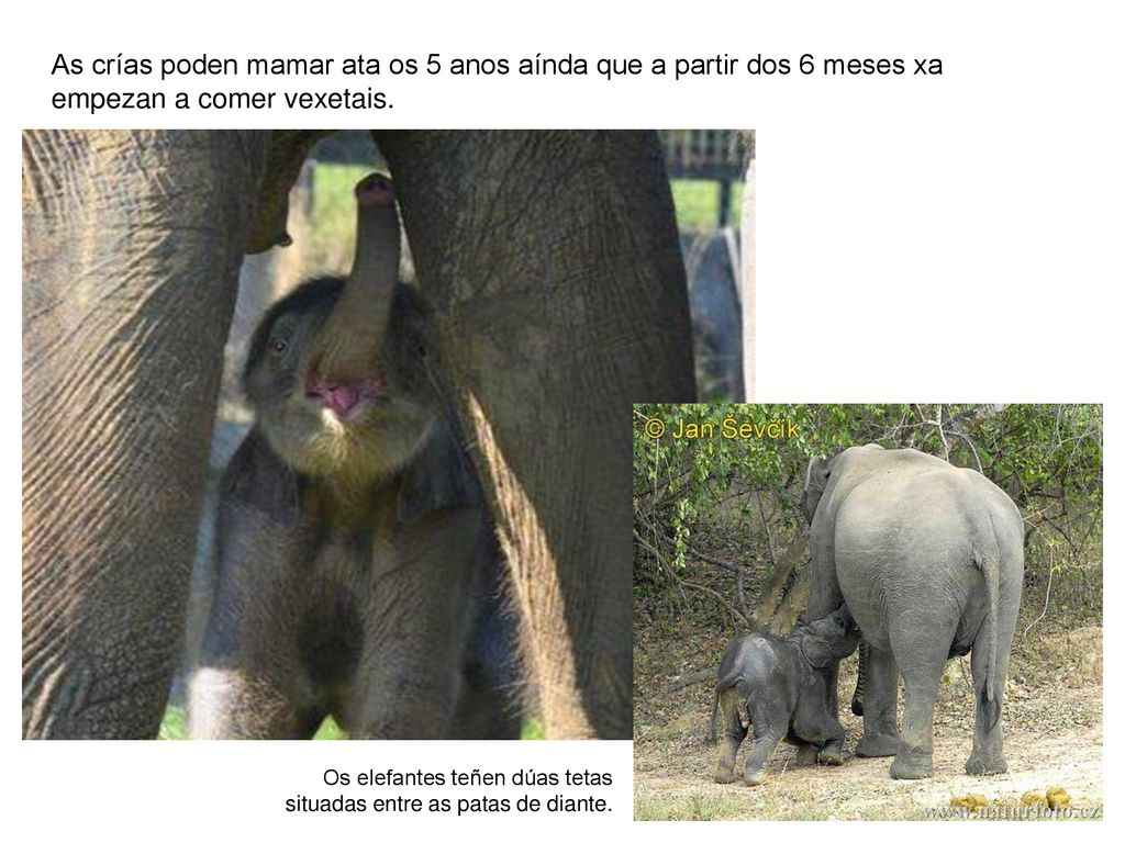 As crías poden mamar ata os 5 anos aínda que a partir dos 6 meses xa empezan a comer vexetais.