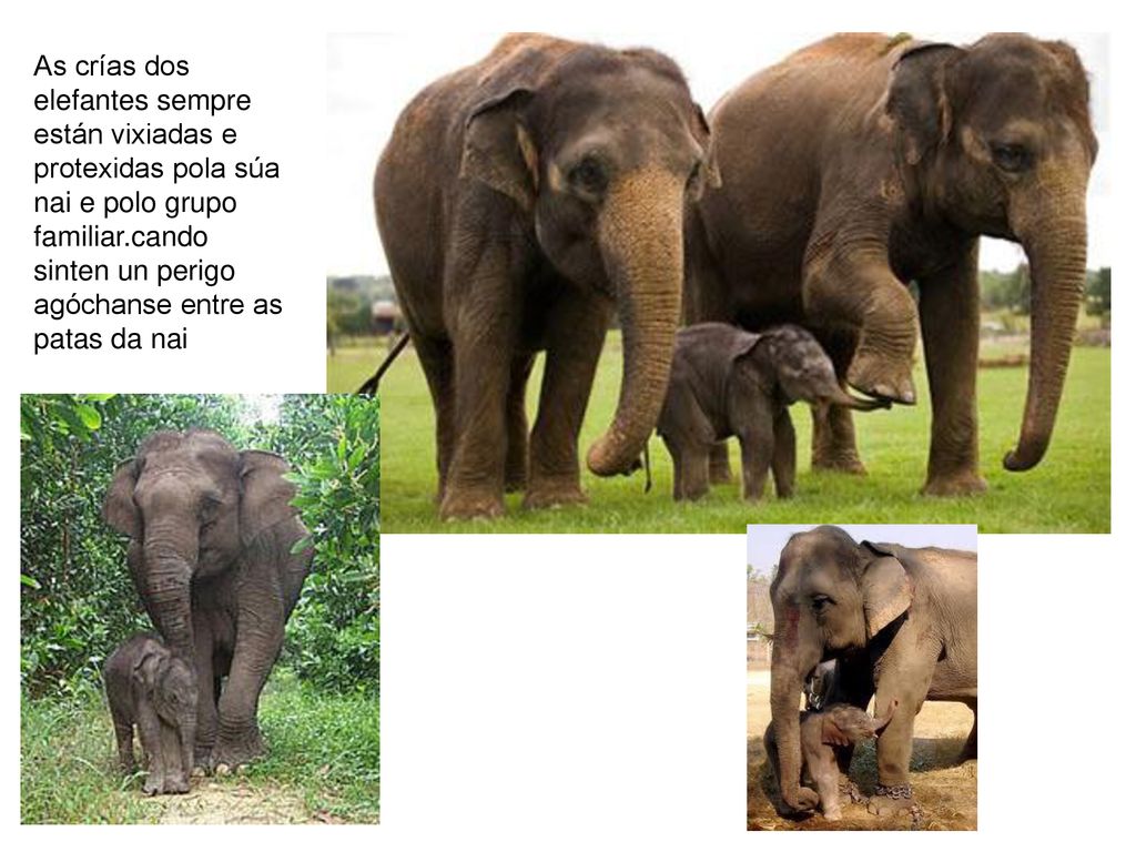 As crías dos elefantes sempre están vixiadas e protexidas pola súa nai e polo grupo familiar.cando sinten un perigo agóchanse entre as patas da nai