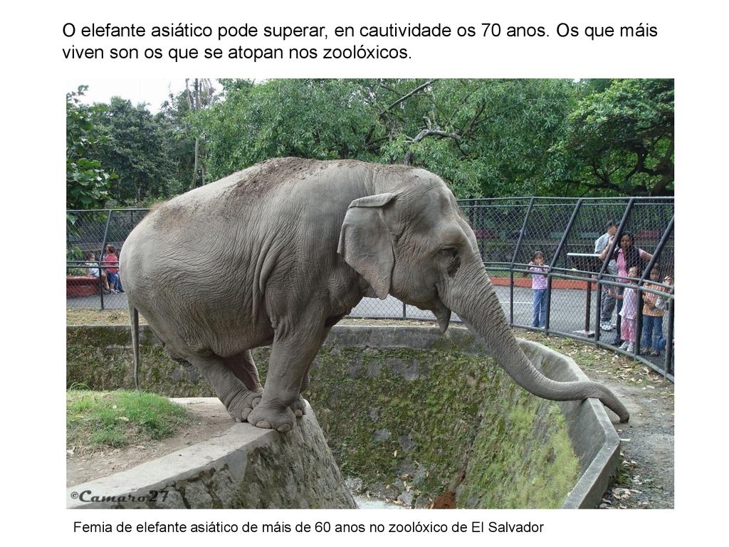 O elefante asiático pode superar, en cautividade os 70 anos