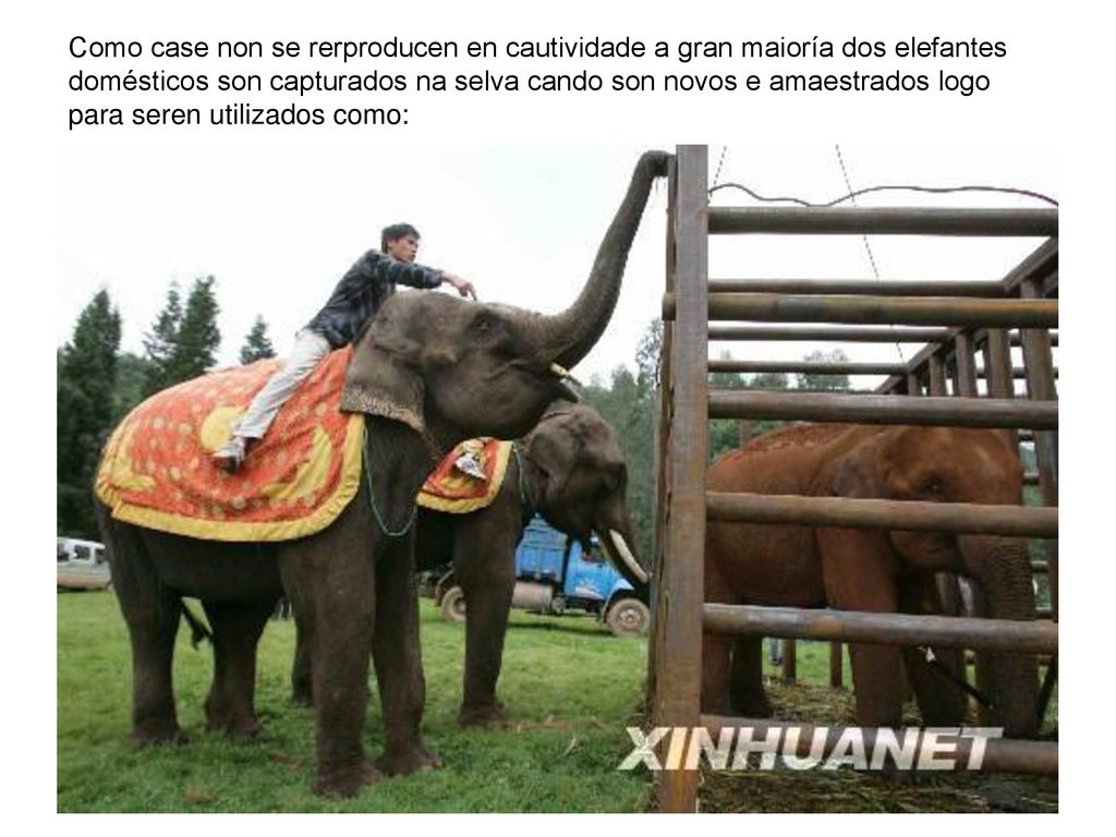 Como case non se rerproducen en cautividade a gran maioría dos elefantes domésticos son capturados na selva cando son novos e amaestrados logo para seren utilizados como: