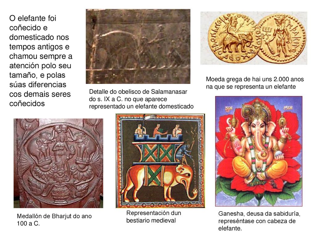 O elefante foi coñecido e domesticado nos tempos antigos e chamou sempre a atención polo seu tamaño, e polas súas diferencias cos demais seres coñecidos