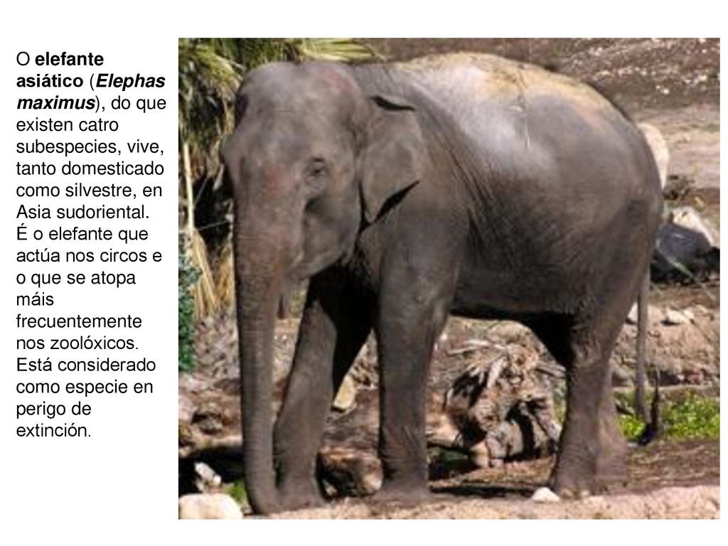 O elefante asiático (Elephas maximus), do que existen catro subespecies, vive, tanto domesticado como silvestre, en Asia sudoriental.