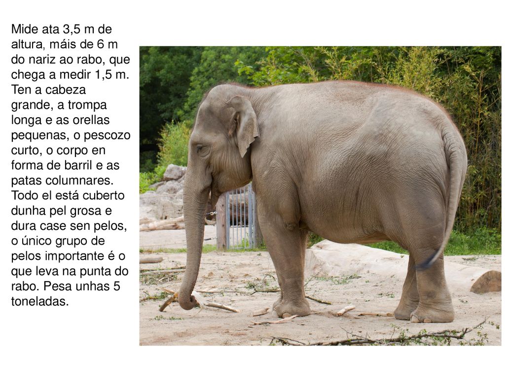 Mide ata 3,5 m de altura, máis de 6 m do nariz ao rabo, que chega a medir 1,5 m.
